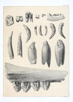 The extinct mammalian fauna of Dakota and Nebraska (Plate XXX) BHL18322577.jpg