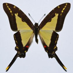 Thick-bordered Kite Swallowtail (Protographium dioxippus lacandones) (8421164800).jpg