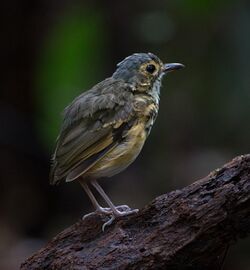 Torom-carijó (Hylopezus macularius).jpg