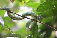 Trimeresurus nebularis au parc de Bako (Malaisie).jpg