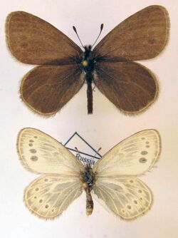 Triphysa nervosa glacialis Female and Male.jpg
