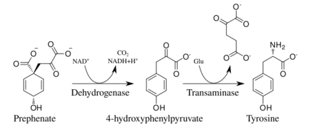 Tyrosine biosynthesis.svg