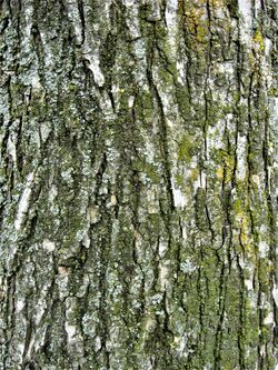 Ulmus 'Lobel' bark, 35-year-old tree, Southsea Common, England.jpg