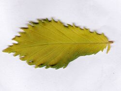 Ulmus Viminalis aurea leaf.jpg