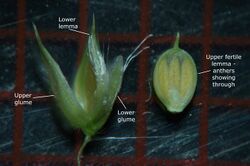 Urochloa mosambicensis spikelet12 annotated - Flickr - Macleay Grass Man.jpg
