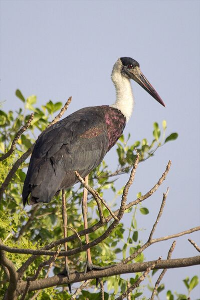 File:Woolly-necked stork.JPG