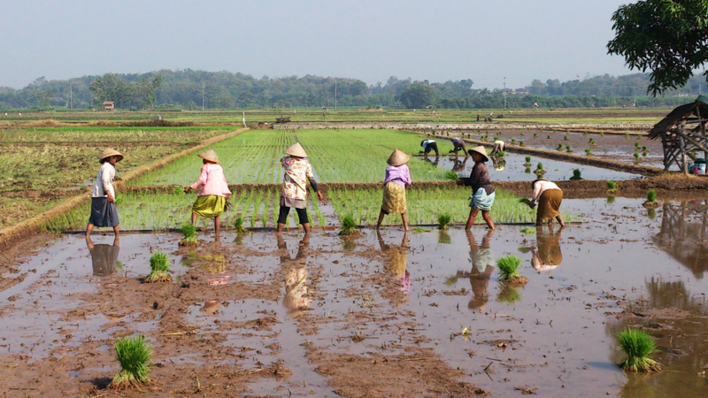 File:Working at aaddy rice field without a footwear, is a risk factor for leptospirosis.png