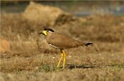 Yellow-wattled Lapwing (Vanellus malabaricus). Jamnagar, Gujarat. .DPP 0066.jpg