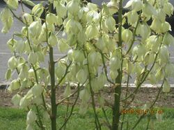 Yucca glori.JPG