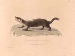 Zoological researches in Java, and the neighbouring islands BHL47293022.jpg