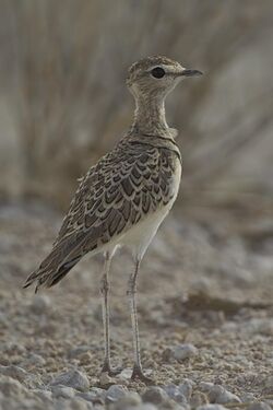 2012-double-banded-courser.jpg