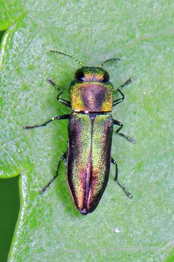 366 - Metallic Wood-boring Beetle - Anthaxia quercata, Twin Pines Conservation Education Center, Winona, Missouri.jpg