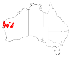 Acacia cuspidifoliaDistMap246.png