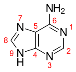 Adenine numbered.svg