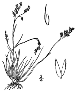Agrostis mertensii BB-1913.png