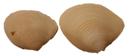 Anatina canaliculata shells.png