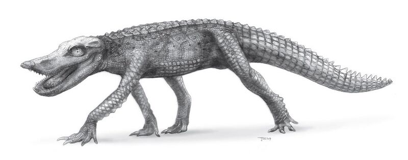 File:Anatosuchus.jpg