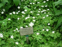 Anemone baicalensis - Berlin Botanical Garden - IMG 8651.JPG