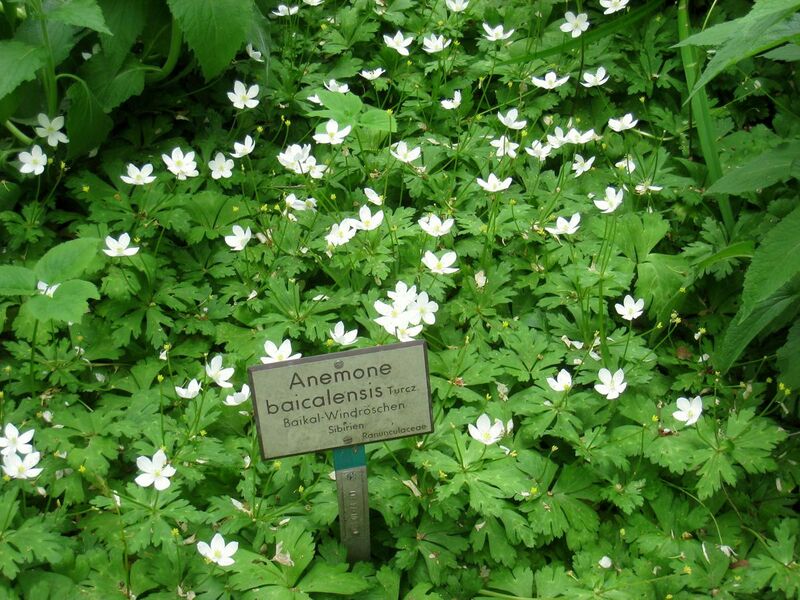 File:Anemone baicalensis - Berlin Botanical Garden - IMG 8651.JPG