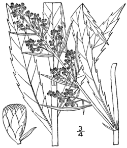 Artemisia serrata BB-1913.png