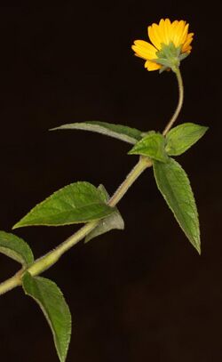 Aspilia africana plant.jpg
