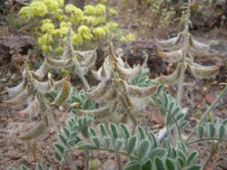 Astragalus malacus (23211291210).jpg