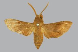 Basiothia laticornis BMNHE274537 male up.jpg