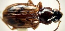 Bembidion convexulum.jpeg