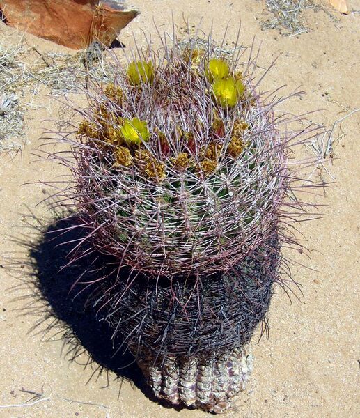 File:Blooming Barrel Cactus.jpg