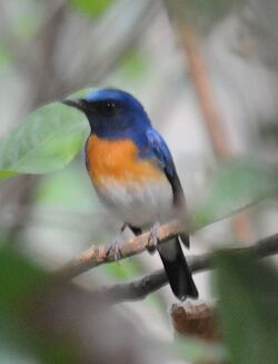 Blue throated flycatcher thattekadu.jpg