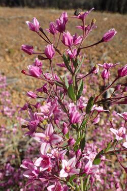 Boronia tenuior leaves.jpg