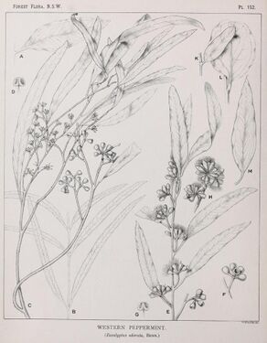 Botanical Illustration of Eucalyptus odorata.jpg