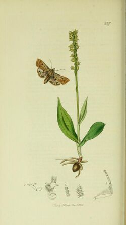 Britishentomologyvolume5Plate237.jpg