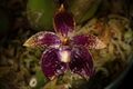 Bulbophyllum cornutum (Dark color type) (Blume) Rchb.f. in W.G.Walpers, Ann. Bot. Syst. 6 247 (1861) (43542327702).jpg