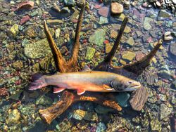 A dead Bull trout sits on a surface above a river in the Crater Lake area