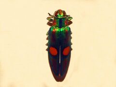 Buprestidae - Chrysochroa ocellata.JPG