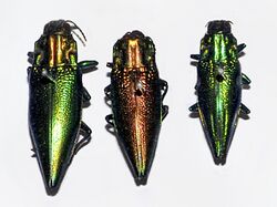 Buprestidae - Cyphogastra foveicollis.JPG