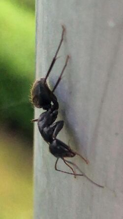 Camponotus japonicus on metallic column - 2.jpg