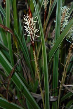 Carex morrowii 2016-04-03 6868b.JPG