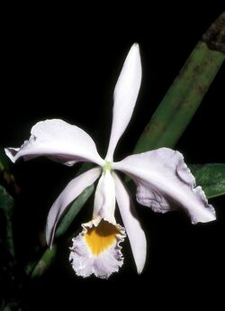 Cattleya eldorado Orchi 002.jpg