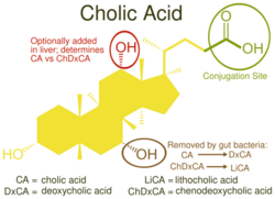 Cholic Acid vs Other Bile Acids.svg