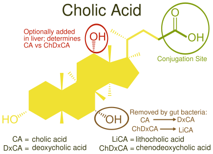 File:Cholic Acid vs Other Bile Acids.svg