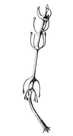 Cladorhiza concrescens Agassiz illustration.png