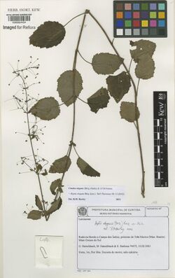 Condea elegans herbarium specimen K000924454.jpg