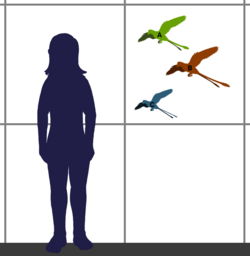 Confuciusornithidae sizes.png