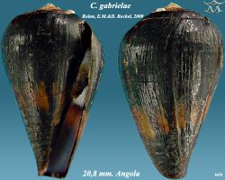 Conus gabrielae 2.jpg