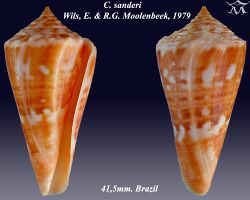 Conus sanderi 1.jpg