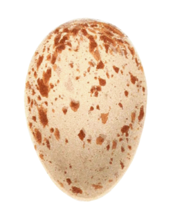 Corncrake egg, b.png