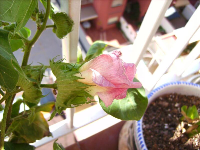 File:Cotton plant flower G. hirsutum.JPG