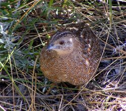 Coturnix ypsilophora - granite island 2.jpg